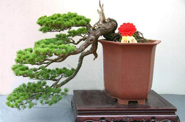 昔日盆景之家今朝门可罗雀