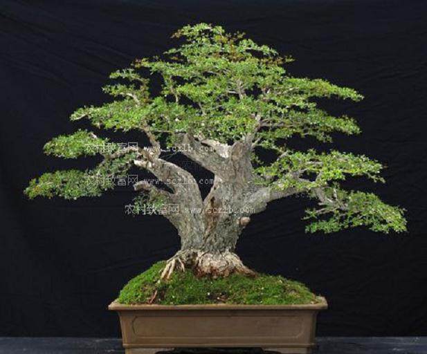 重塑盆景强国与大国文化气象