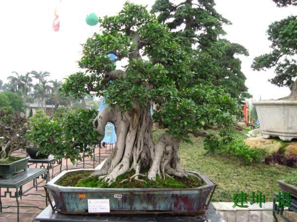 2008中国陈村盆景赏石展再添光彩