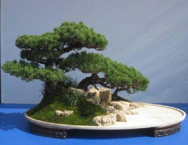 首期中国盆景高级研修班7日开幕