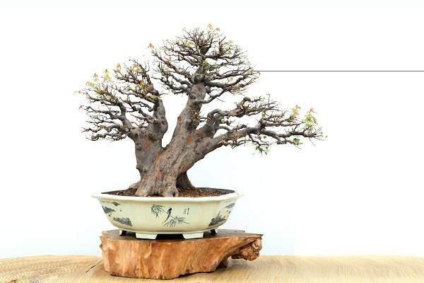 庆祝中国盆景艺术家协会成立20周年