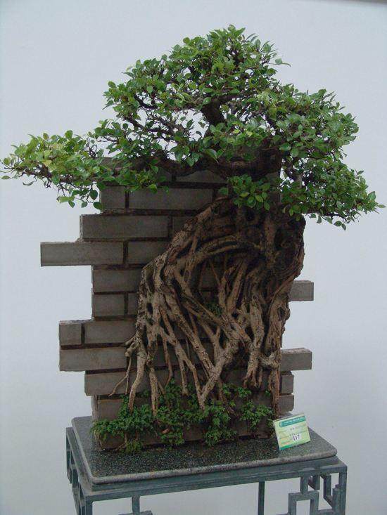 中国盆景评比展览大事记