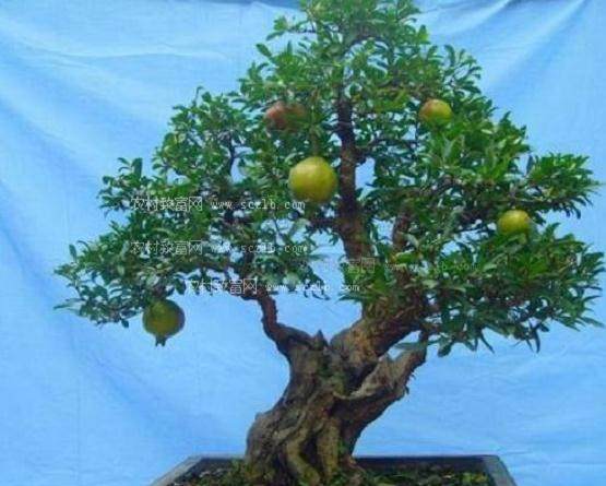 云南推动中国盆景进入国际市场