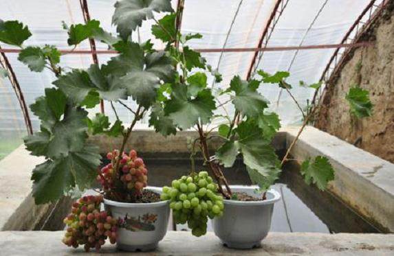 移动式木雕花盆获国家专利