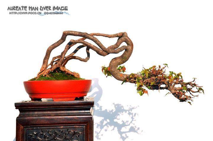 中国盆景艺术家协会募捐倡议