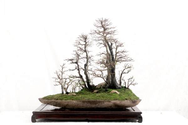 关于授予十位盆景艺术大师和三十位盆景艺术家