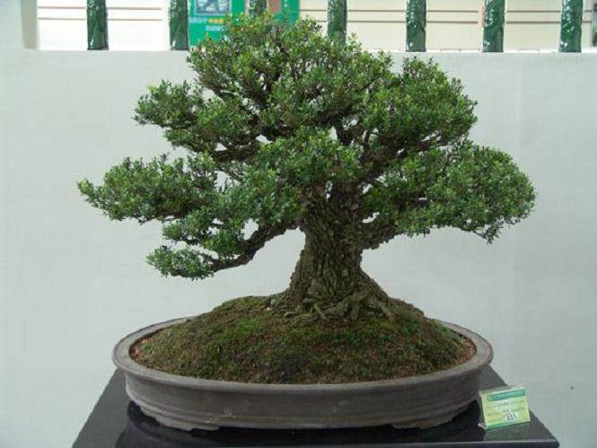 关于盆景会员缴纳会费的通知