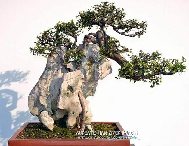 中国盆景大观园蓄势而发