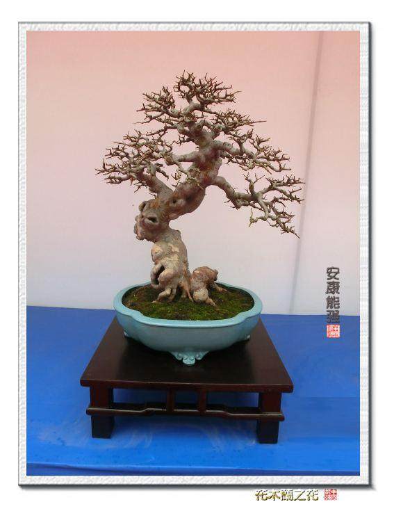 庆祝中国盆景艺术家协会成立20周年-盆景