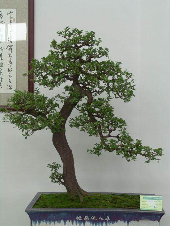 中国盆景艺术家协会章程