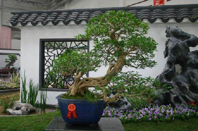 关于评定中国杰出盆景艺术家和中国盆景艺术大