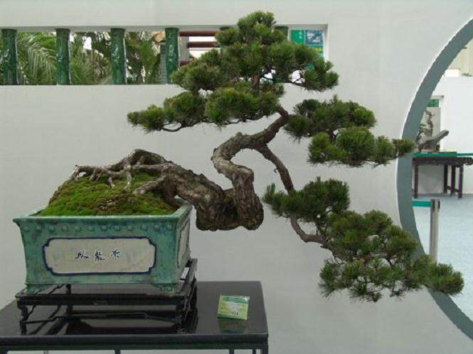 关于举办优秀盆景园巡礼活动的通知