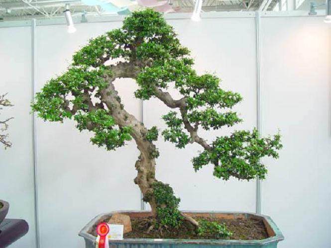 盆景是前瞻性时尚的室内项目按原样