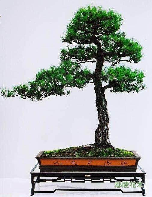 中国盆景艺术家协会募捐倡议-盆景