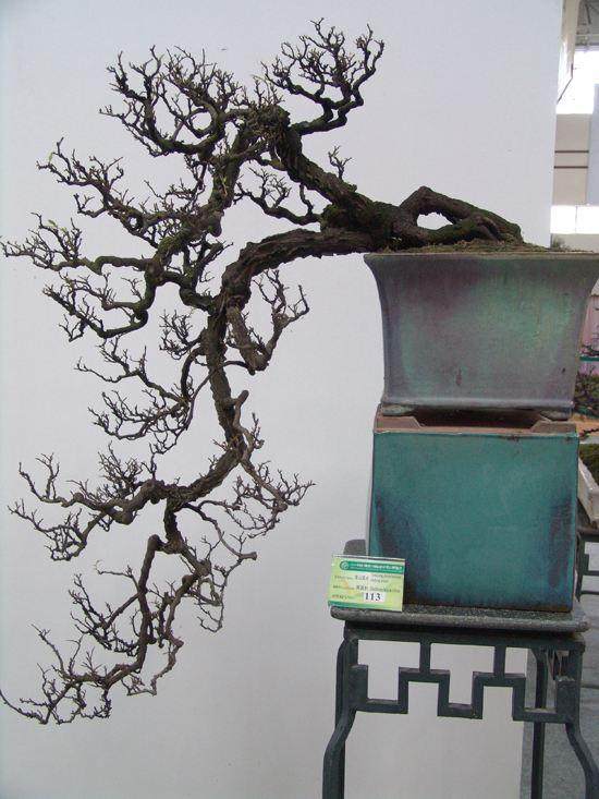 中国盆景艺术家协会第四届会员代表大会在京举