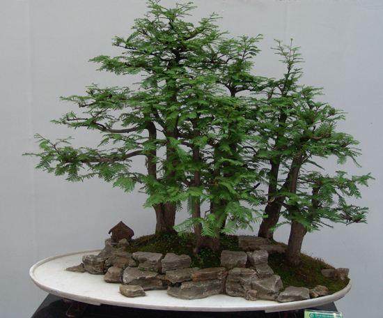 盆景展松园位于江苏省镇江市古城公园内