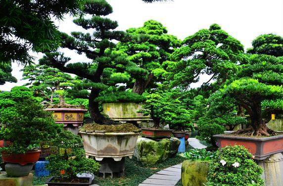 邱金春盆景作品