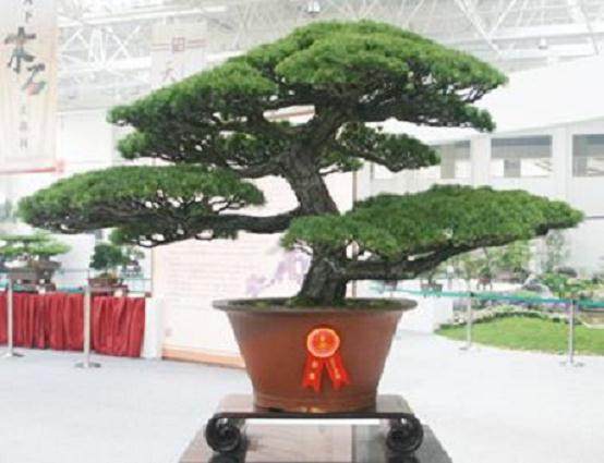 关于中国盆景艺术家协会会员入会办法的决议