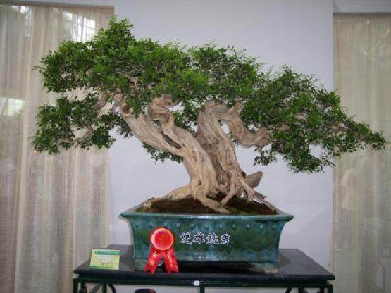 我的盆景技术全靠了《花木盆景》这位老师的指点啊!