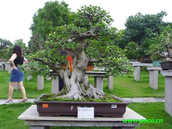 关于成立专家委员会的盆景决议