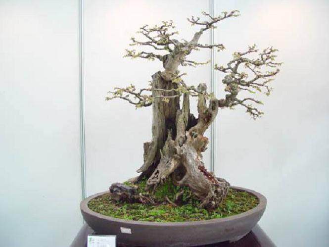 张德明盆景艺术