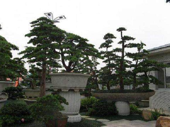 姚明建观果盆景