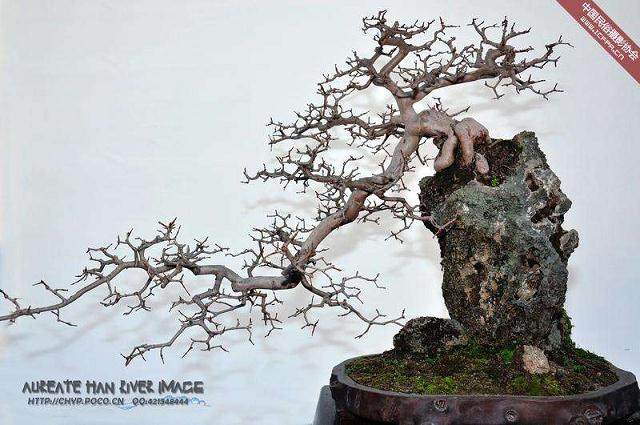 常州市绿杨花卉有限公司下属的盆景随园