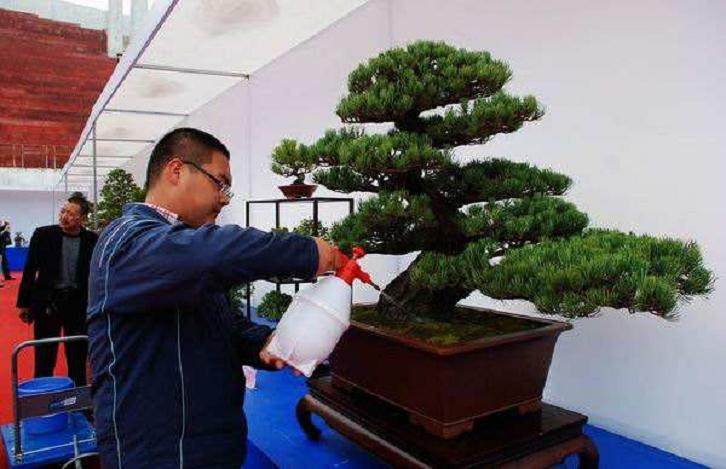 云南盆景文化市场浅探