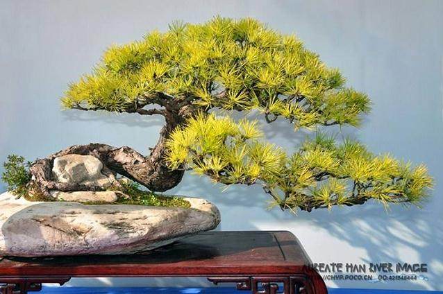 走进中国盆景大观园，浓郁的盆景文化气息