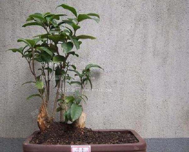 安徽省将举办第四届盆景花卉精品展