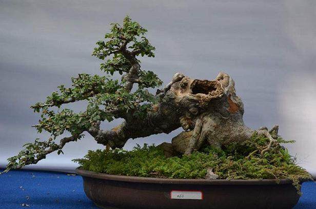 安徽祁门：小盆景产大效益