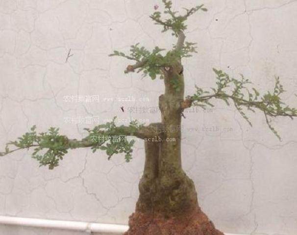 盆景是能讲话的 也是可以写的 它是表达心情的载体