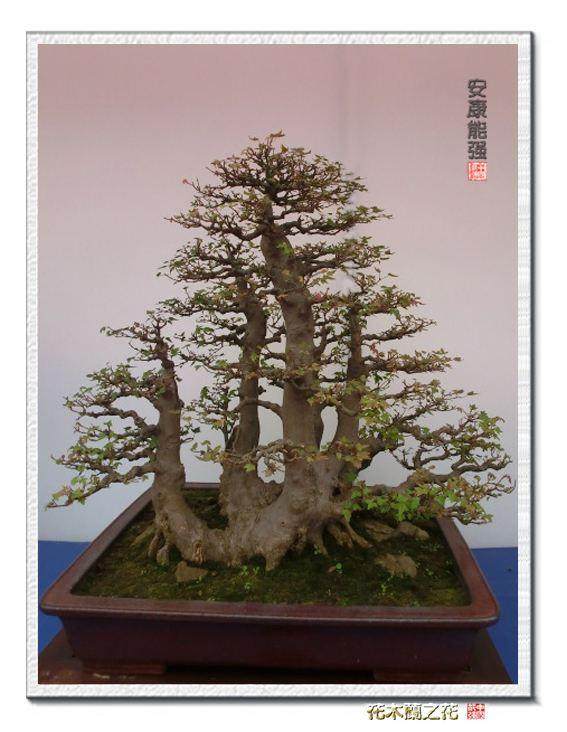 花木之乡的盆景艺人