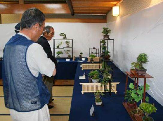 小品盆栽30席 在和好的世界表现/多度津展示会