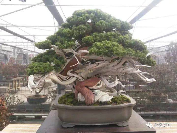 浅谈柏树盆景的舍利表现