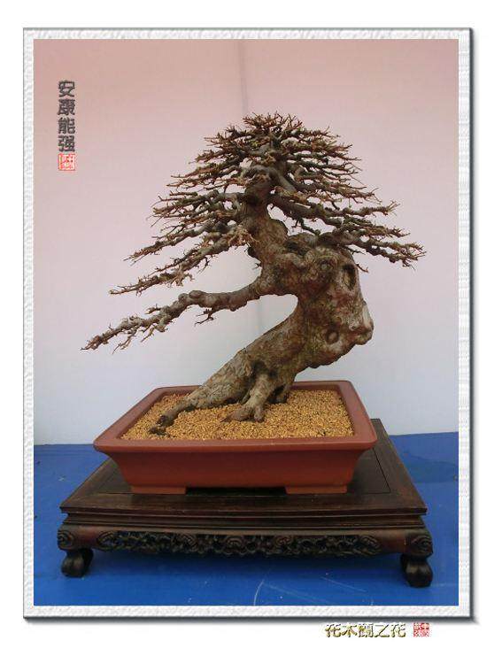 马永生盆景作品