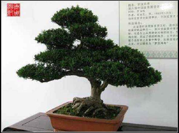 夏洛特盆景学习中心