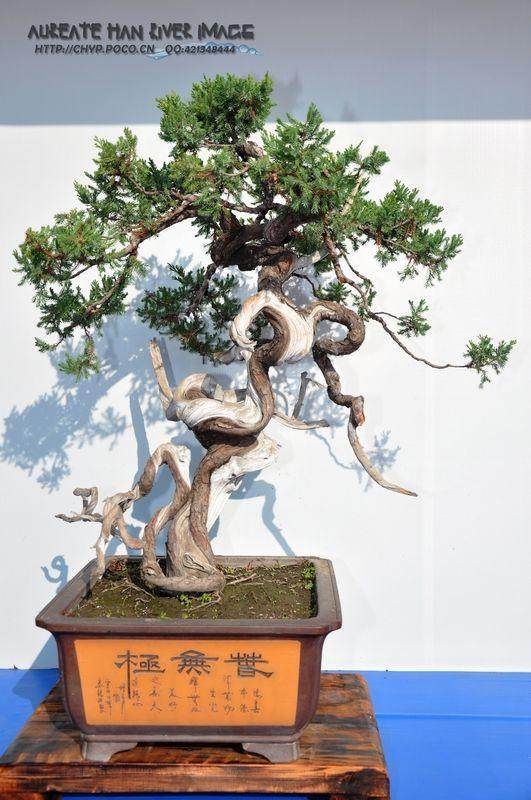 习作文人树盆景