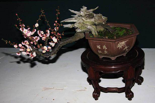 我退休后要办的第一件大事就是亲手造个花木盆景园