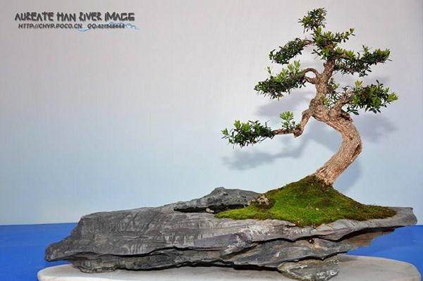 第五届世界盆景大会组委会决定邀请赵庆泉赴美参会