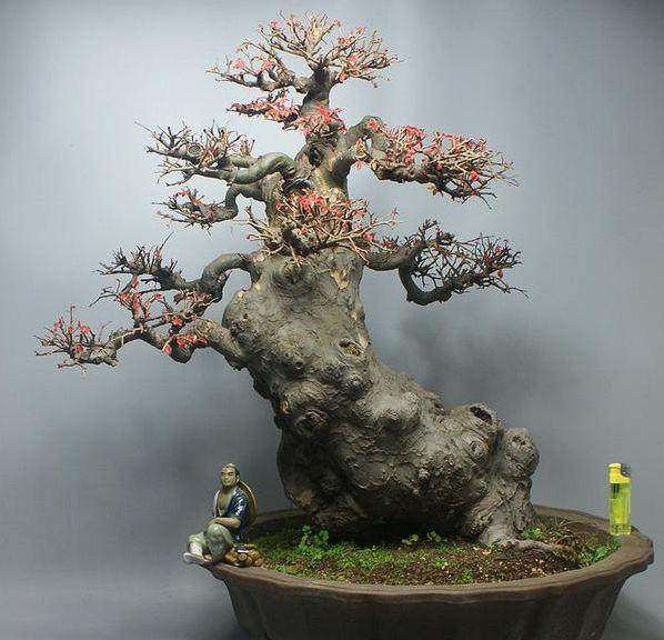 我不敢自居是盆景专家，从不奢谈&ldquo;艺术&rdquo;二字