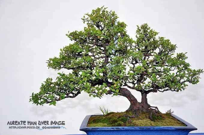 盆景著作权的确认