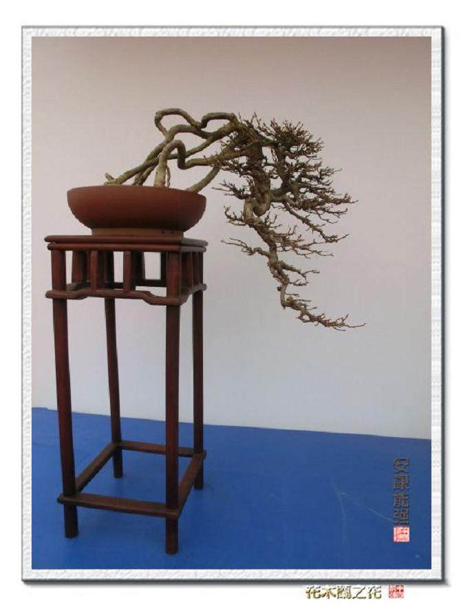 再聊盆景著作权