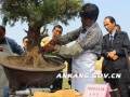 中国盆景艺术大师坝场制作演示活动