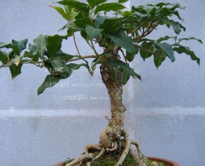 关于出版《花木盆景》增刊的组稿启事