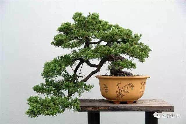 盆景艺术家--张辉明