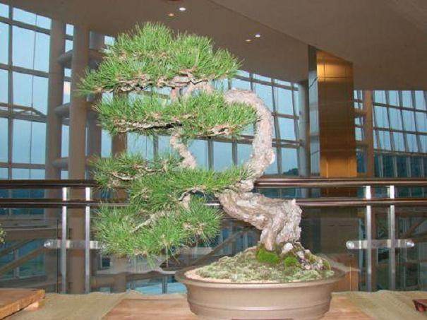 济州岛盆景艺术苑