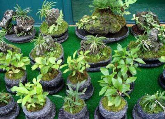 盆景《海天佛国》读感