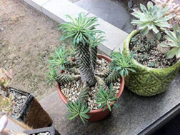 盆景良才--铁甲木