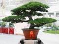 五松针盆景的改作